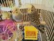 Baby Budgies For Your Home