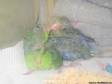 Pacific Parrotlet Babies