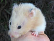 Adopt Sequoia a Hamster