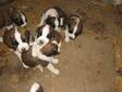 9 Saint Bernard Puppies!!!