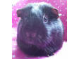 Adopt Chelsey a Guinea Pig