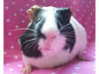 Adopt Shelby & Ruth Ann a Guinea Pig