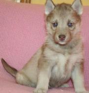 Sweet Siberian husky puppy for adoption