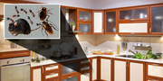 Local Pest Control Services in Philadelphia - Call at 215-800-0041