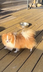 Pomeranian Puppies For Sale