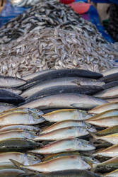 Fresh from the Ocean to Your Plate! 