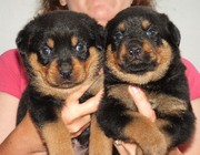Multiple Champion German Rottweiler Puppies Available!!