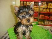  Affection Teacup  yorkie puppy  for adoption