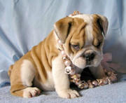 ADORABLE BABIES ENGLISH BULL DOG PUPPIES FOR SALE.